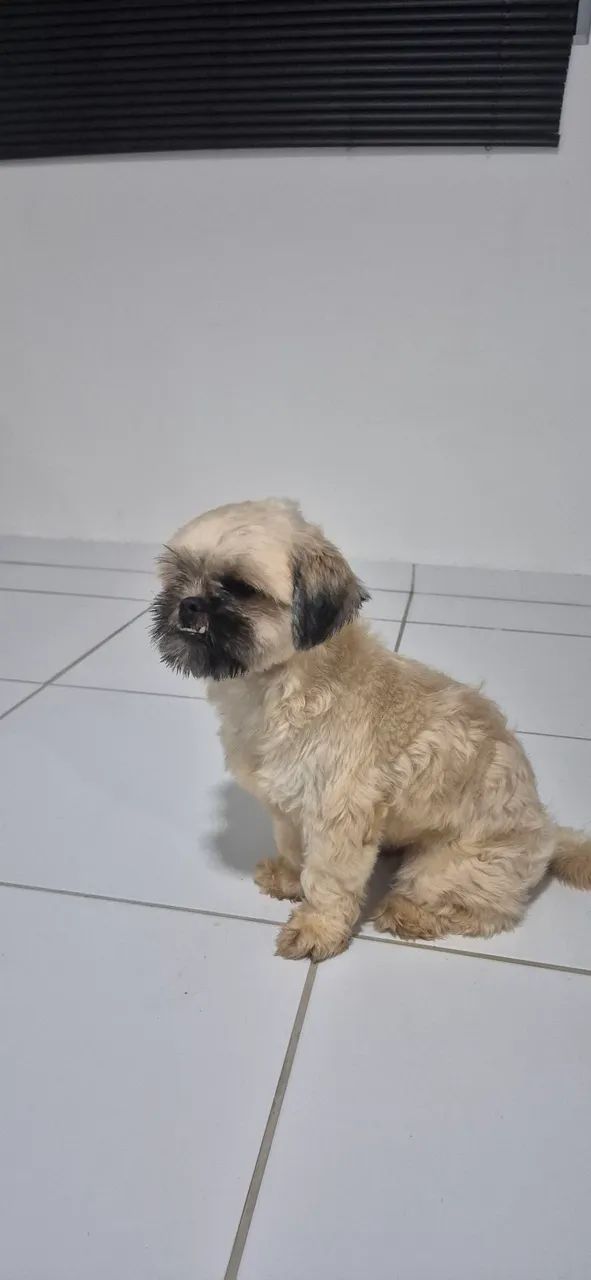 Shitzu macho doação - Foto 2