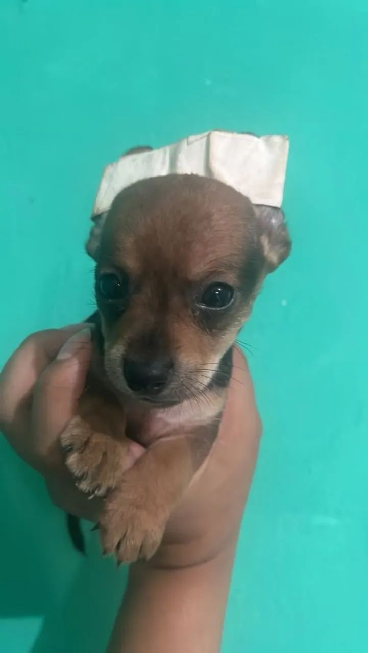 Pinscher macho micro pais abaixo de 23 cm 