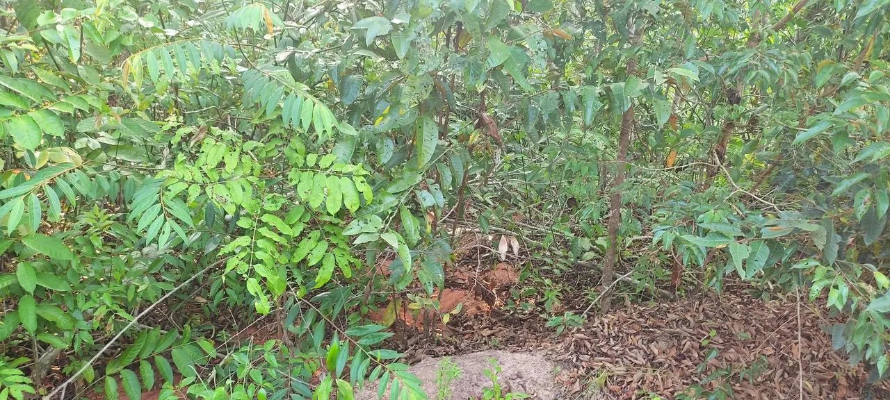 Terreno / Chácara / Sítio  - Foto 3