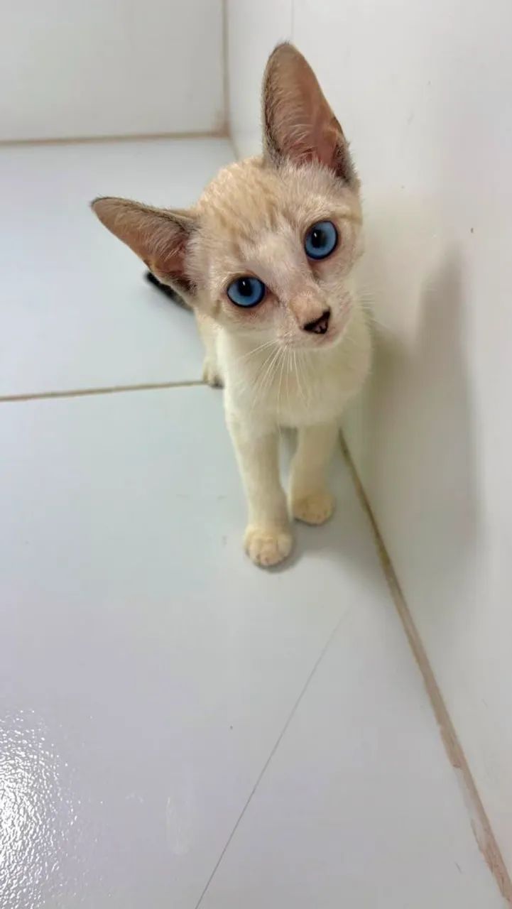 Gatinho a procura de um lar - Foto 3