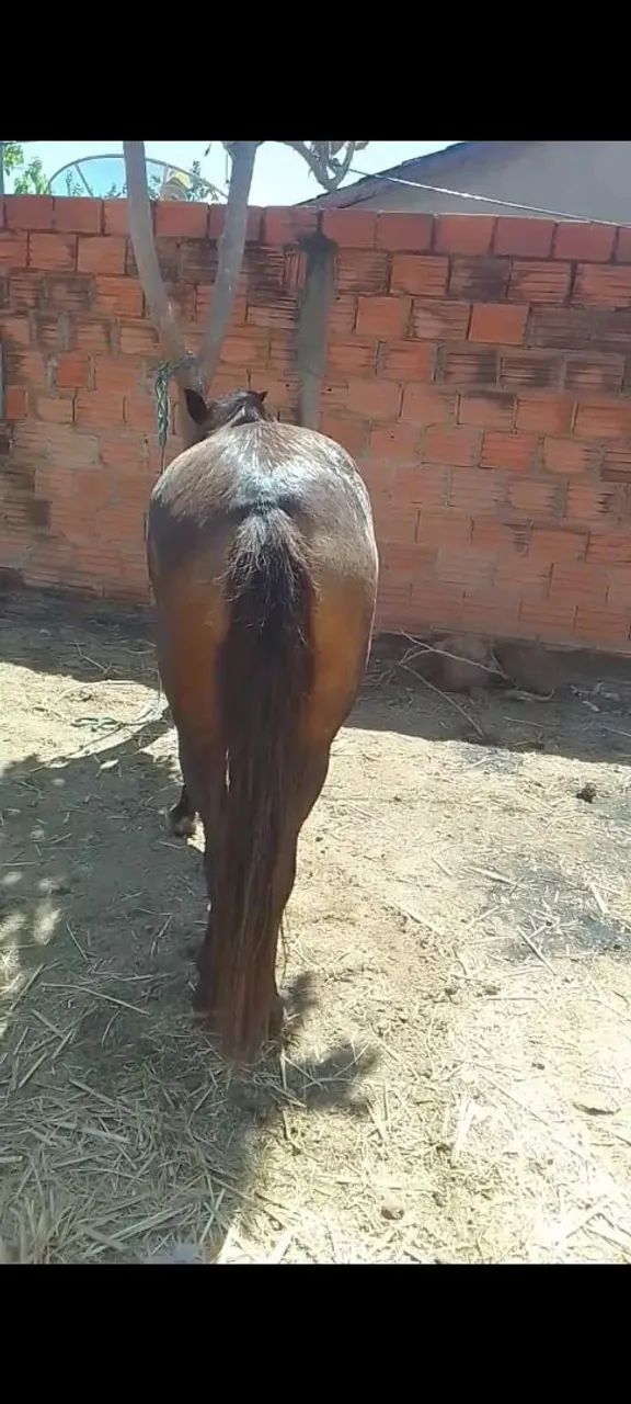 Égua - Foto 2