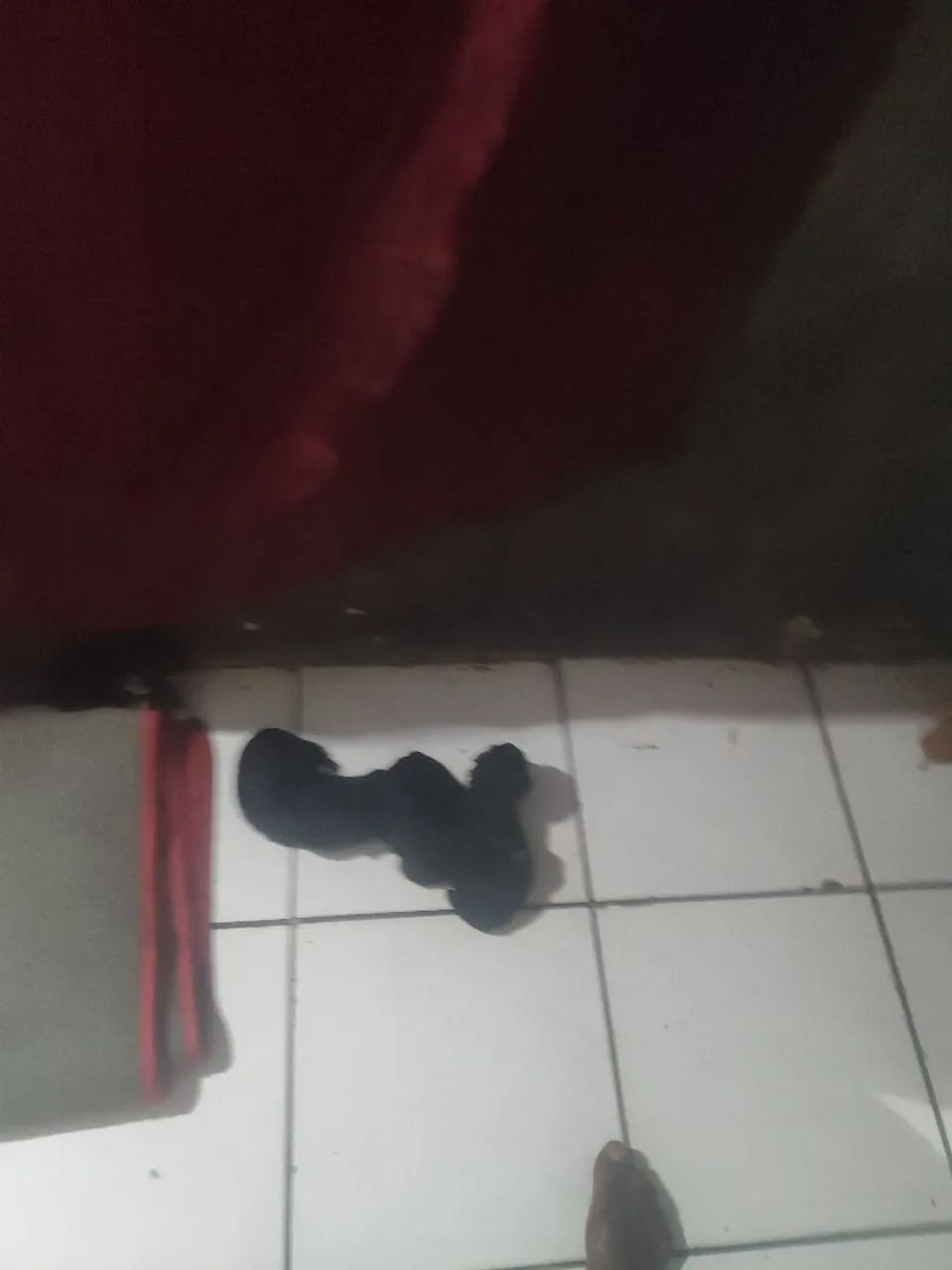Cachorro 