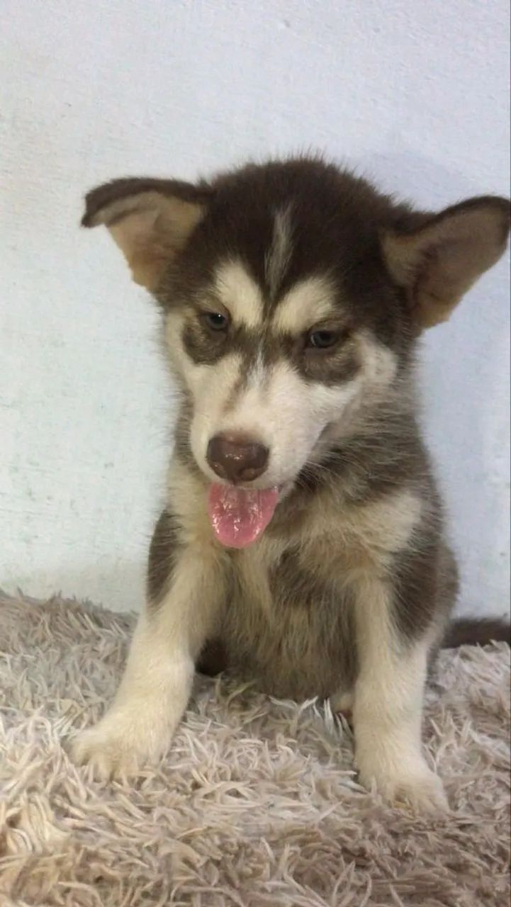 Husky siberiano  - Foto 2