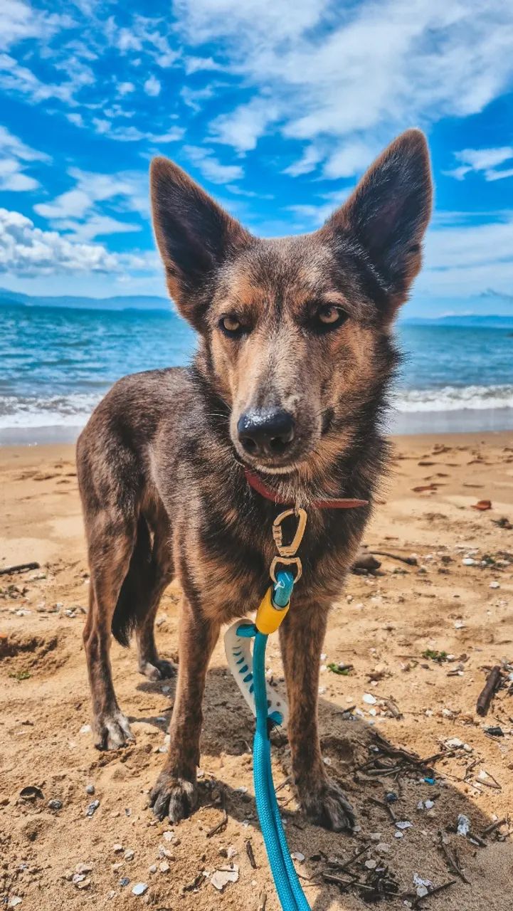 Cachorro  - Foto 4