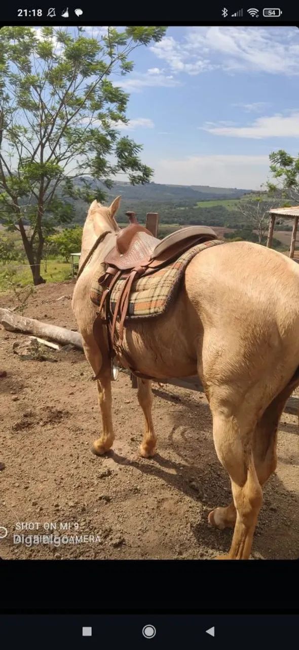 Égua VENDO E TROCO - Foto 3