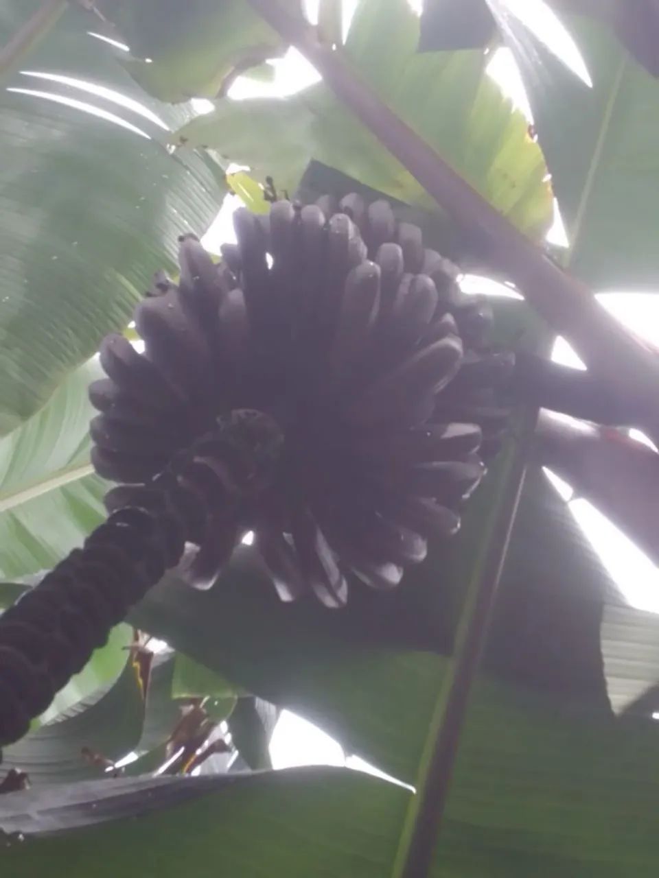 Banana  - Foto 4