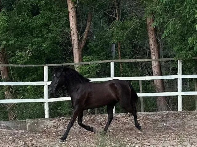 Linda Égua Preta