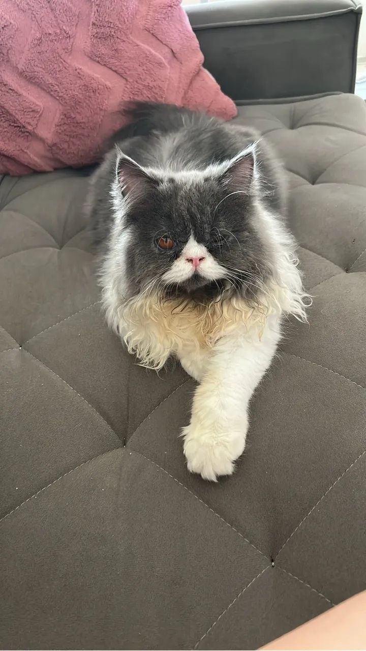 Gato persa  - Foto 5