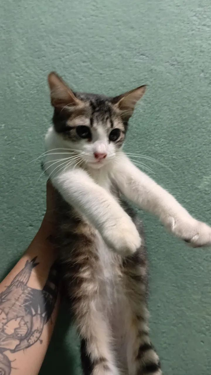 Gata para Doação  - Foto 2