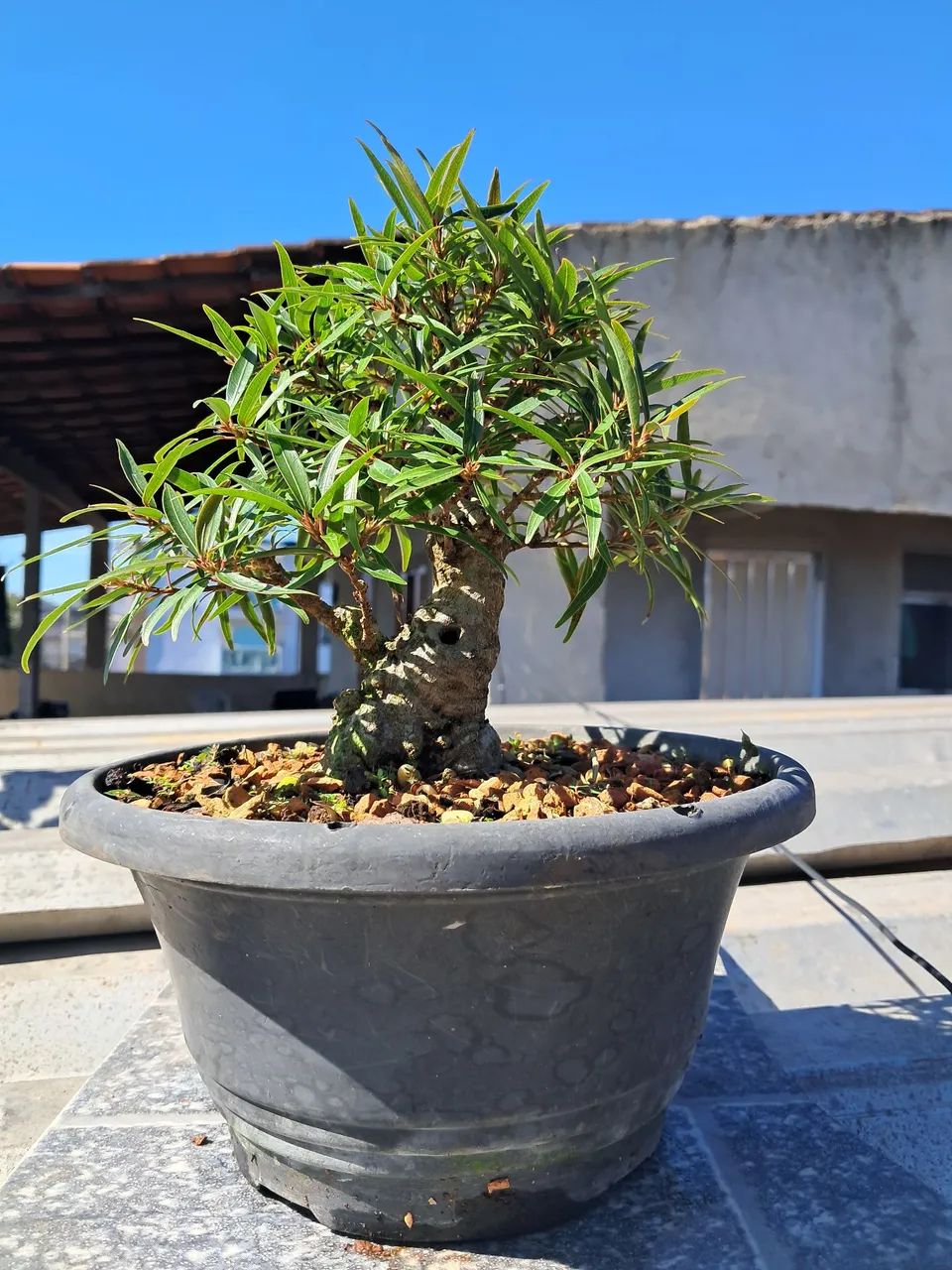 Bonsai - Foto 2