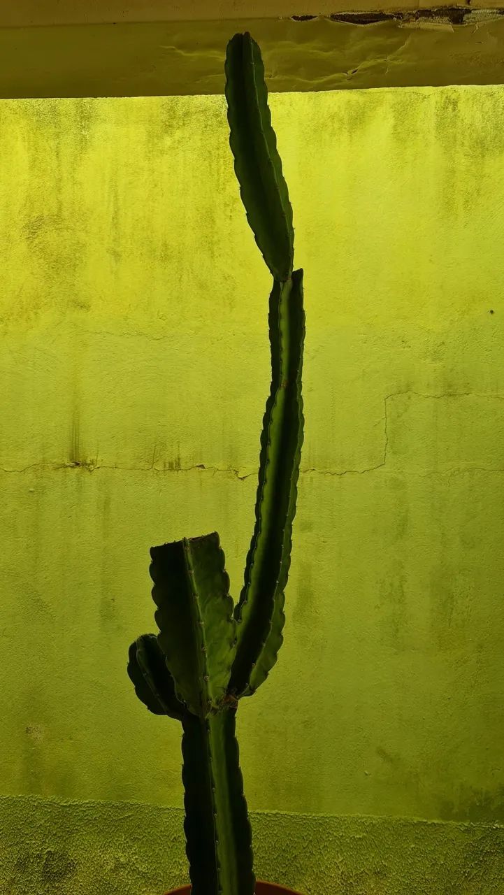 Cactos Mandacaru  - Foto 2