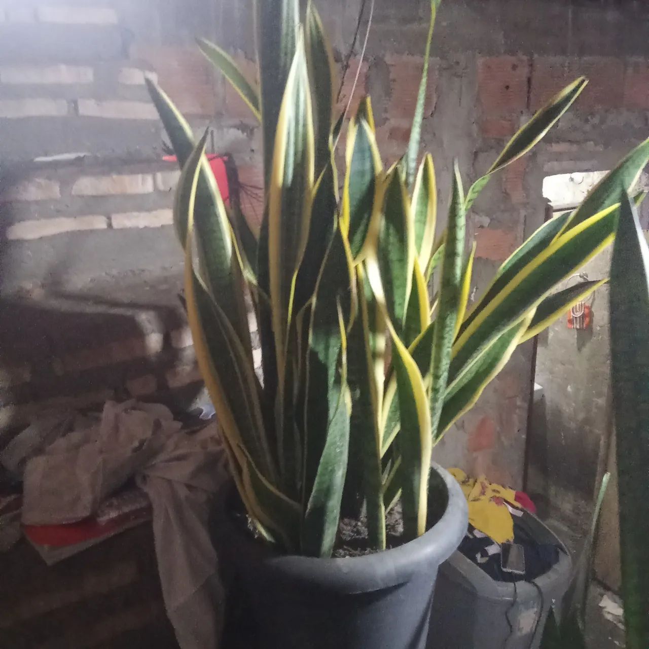 Plantas 
