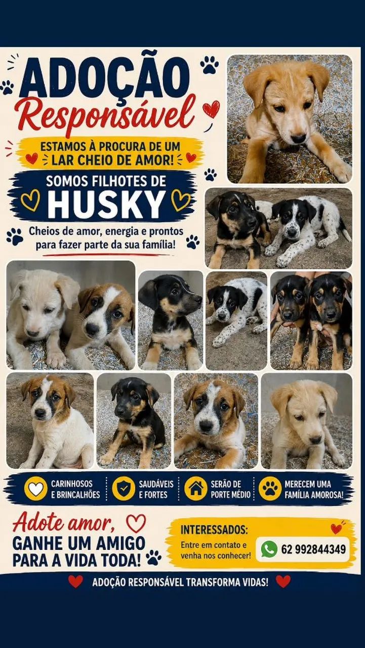 Filhotes de husky! - Foto 2