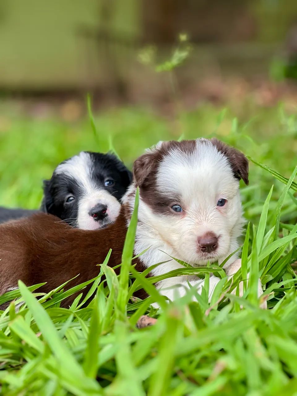 FILHOTES DE BORDER COLLIE - 03 MACHOS DISPONÍVEIS - Foto 2