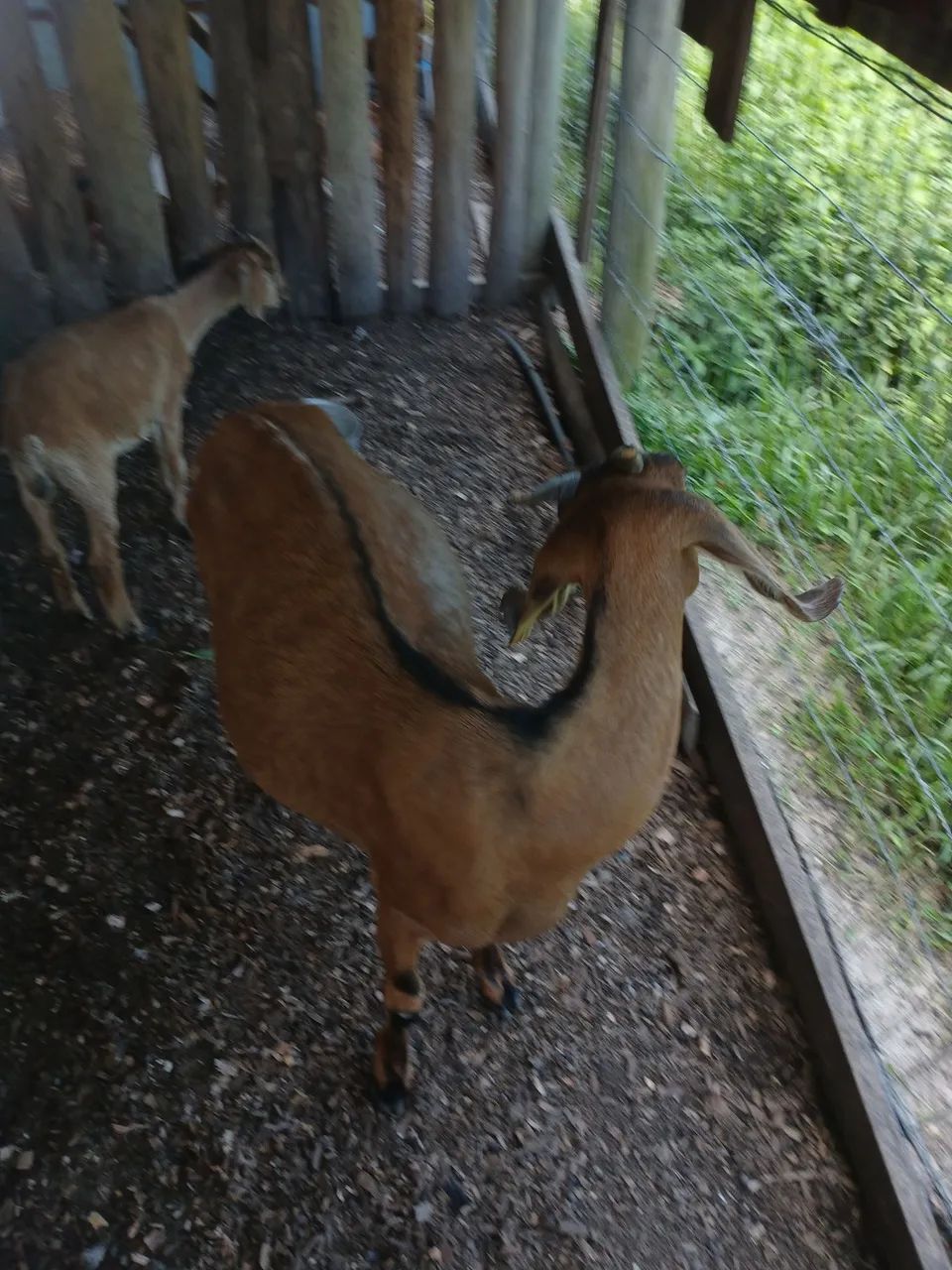 Casal de cabras  - Foto 6