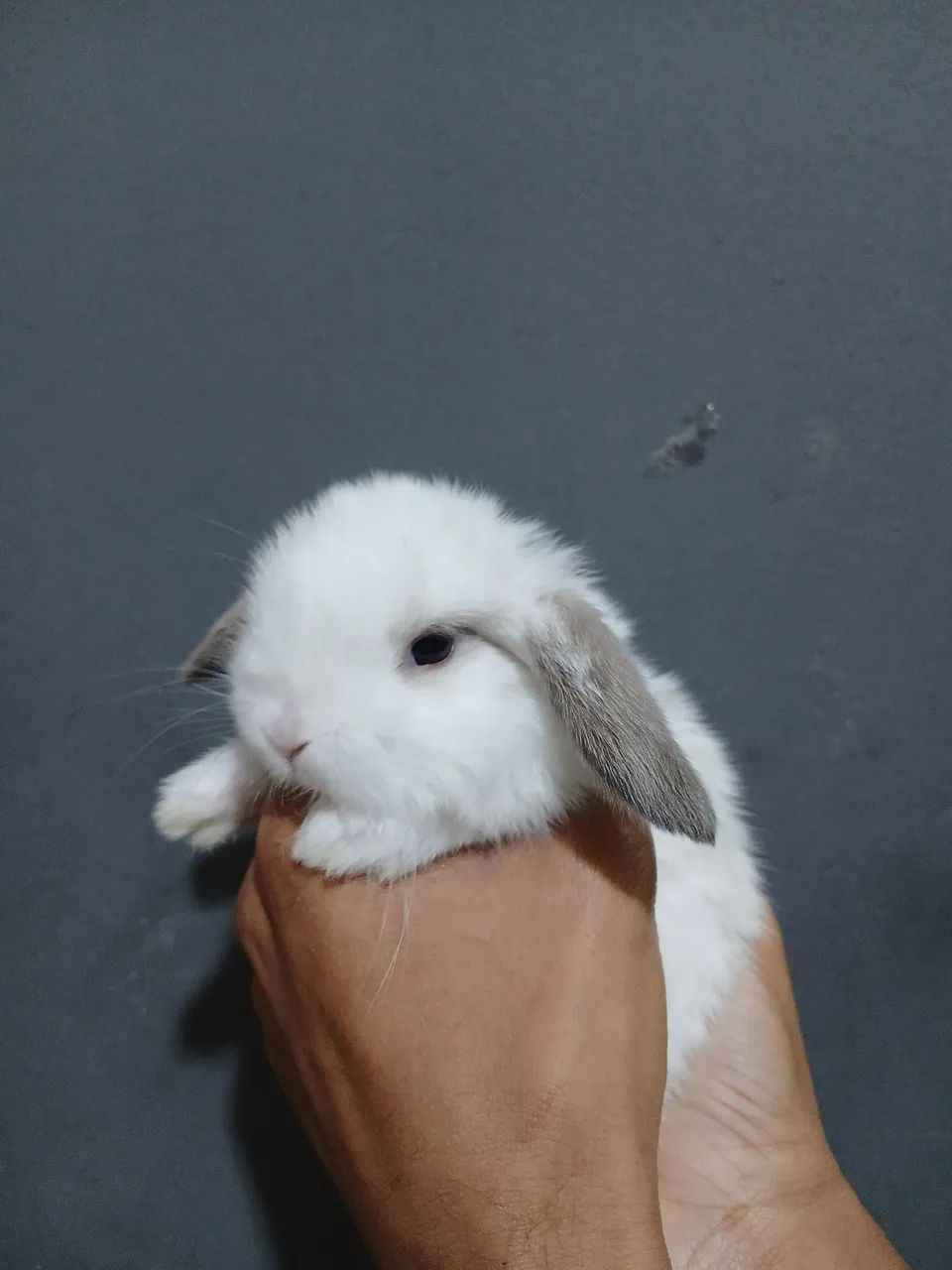 Coelho mini lop  - Foto 5