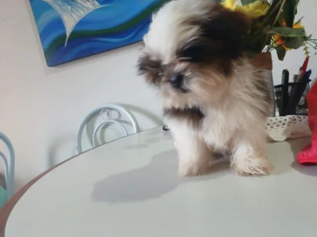 Shih-tzu Macho - Foto 4