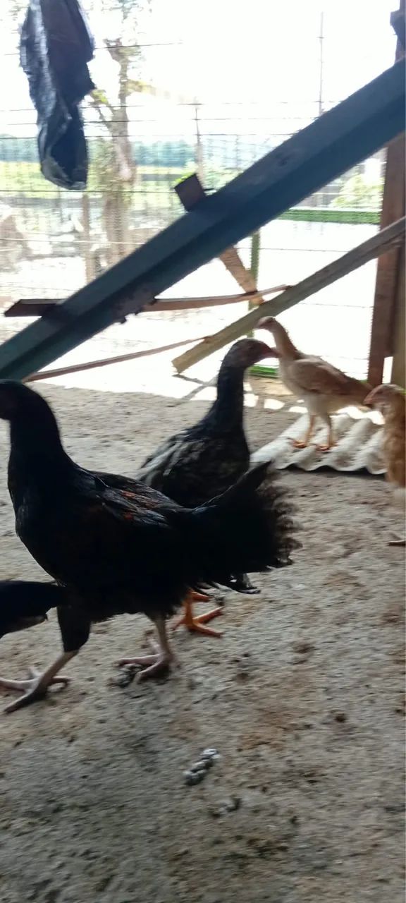 Vendo frangos e frangas - Foto 4