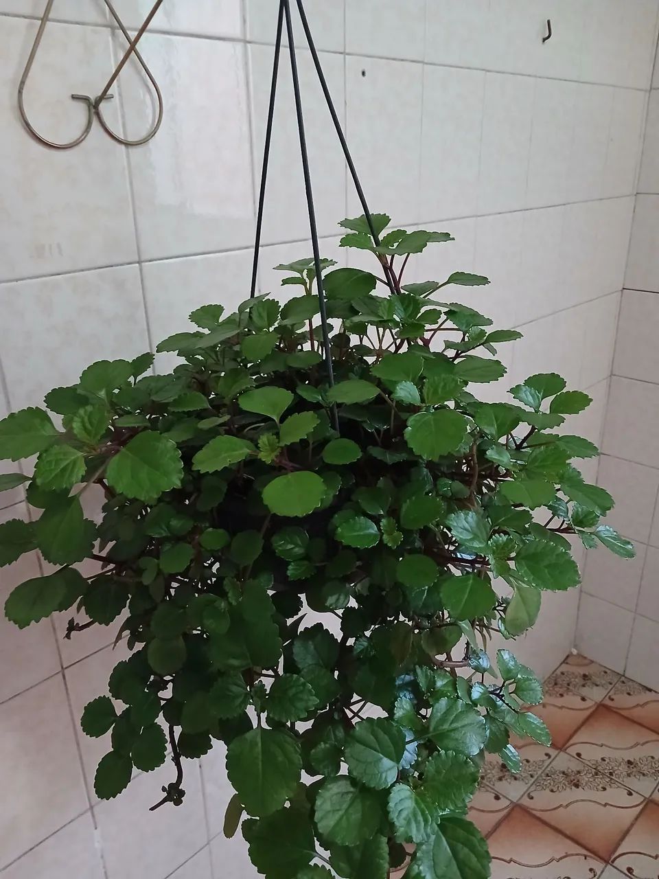 Planta da Prosperidade (Dólar) - Foto 2