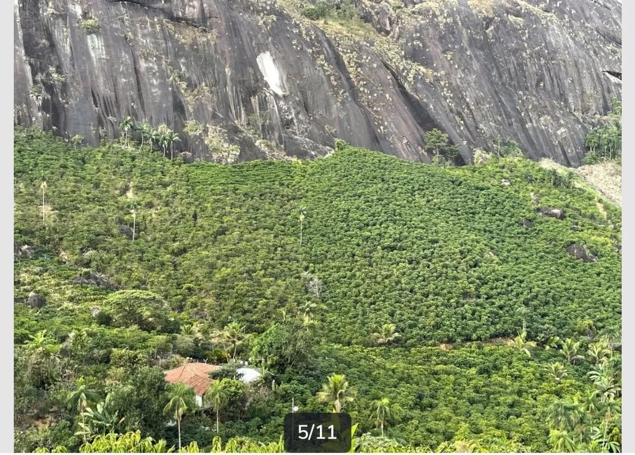 Sítio com 13.000 pés de café c casa - Foto 3