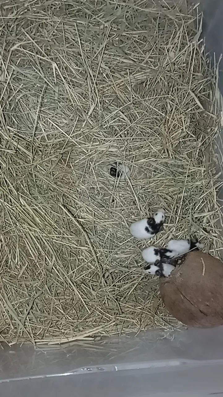 Topolinos legítimo  - Foto 2