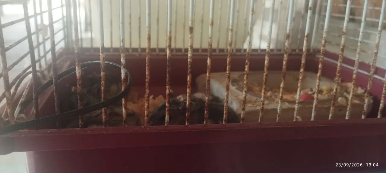 Casinha hamster  - Foto 3
