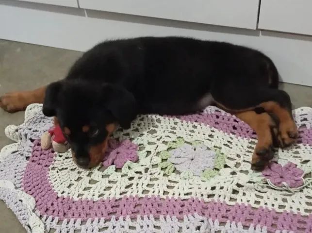 Rottweiler robusto