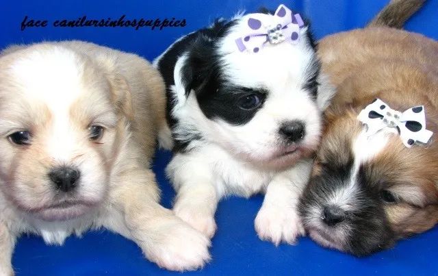 lhasa apso perfeitos bebes pronta entrega confira  - Foto 4