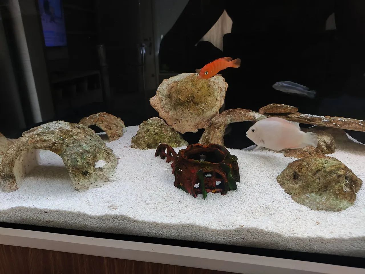 Aquário marinho  - Foto 4