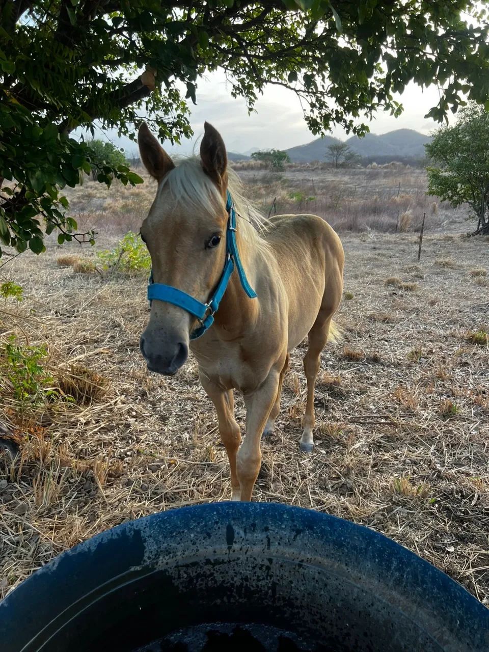 Potra PO a venda - Foto 2
