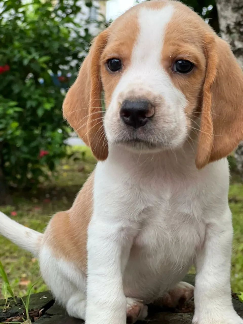 Filhotes de Beagle 13polegadas com pedigre disponíveis  - Foto 5