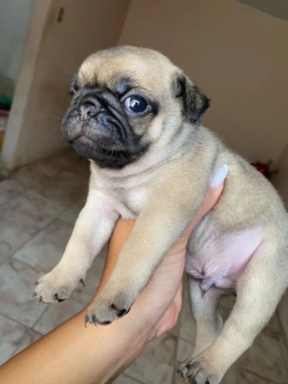 CACHORRO PUG - MINIATURA - Foto 3
