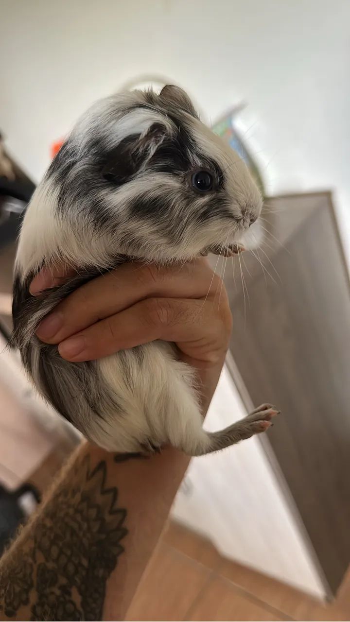 Porquinho da índia  - Foto 4