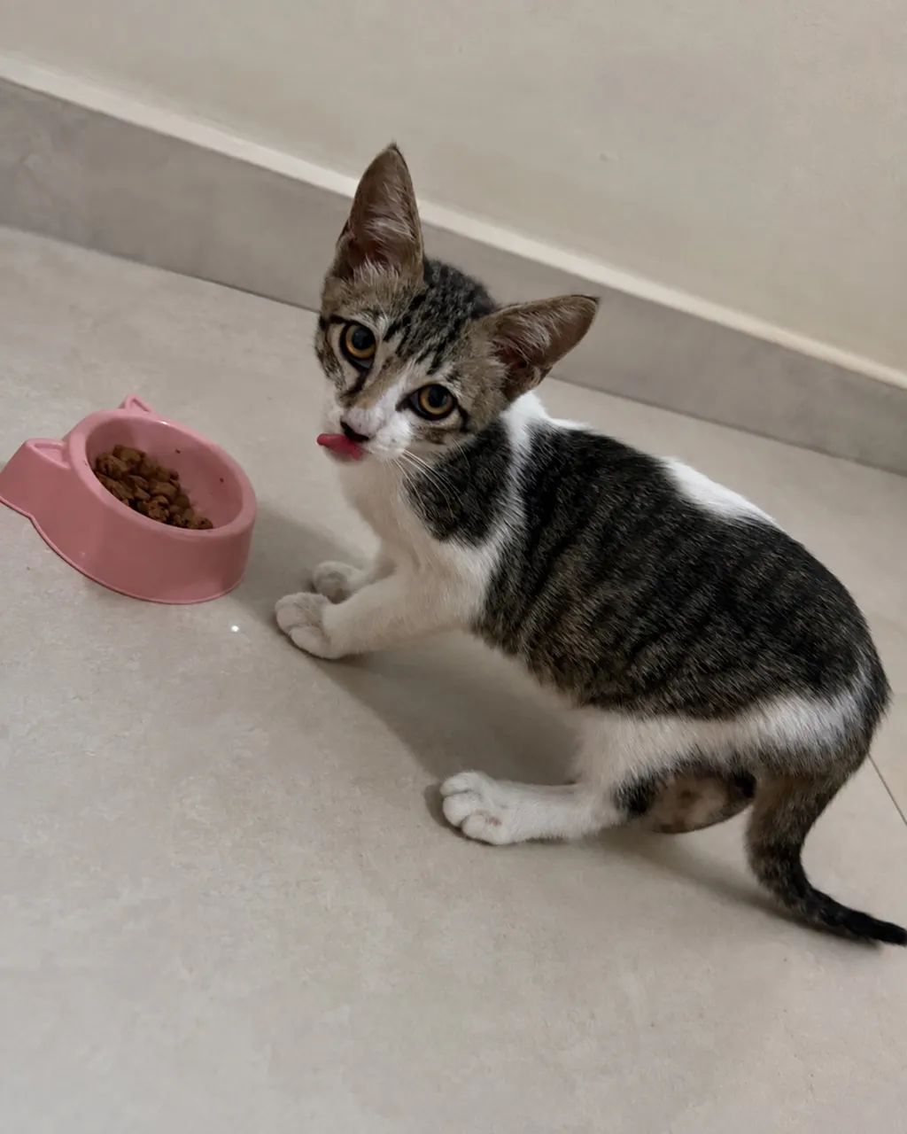 gatinho
