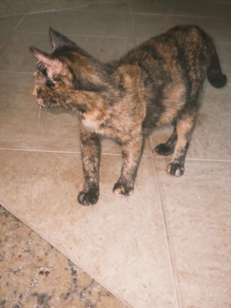 Dou gatinha  - Foto 2