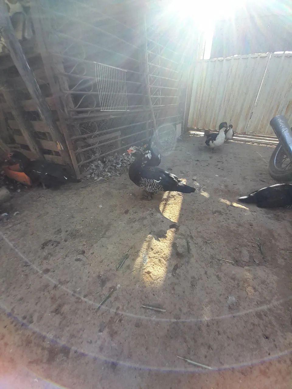 Vendo patos e patas.  - Foto 4