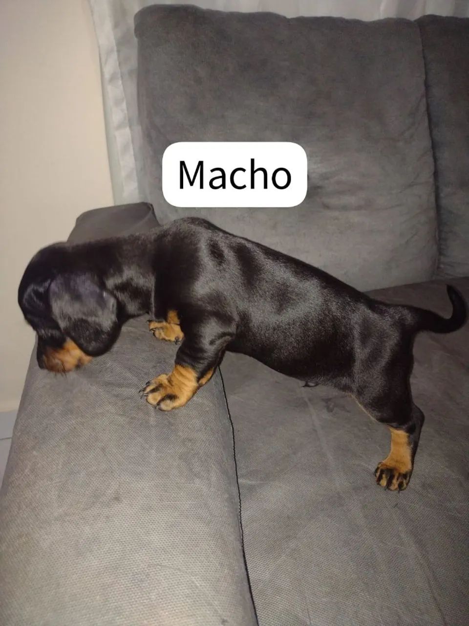 Salsichinhas 