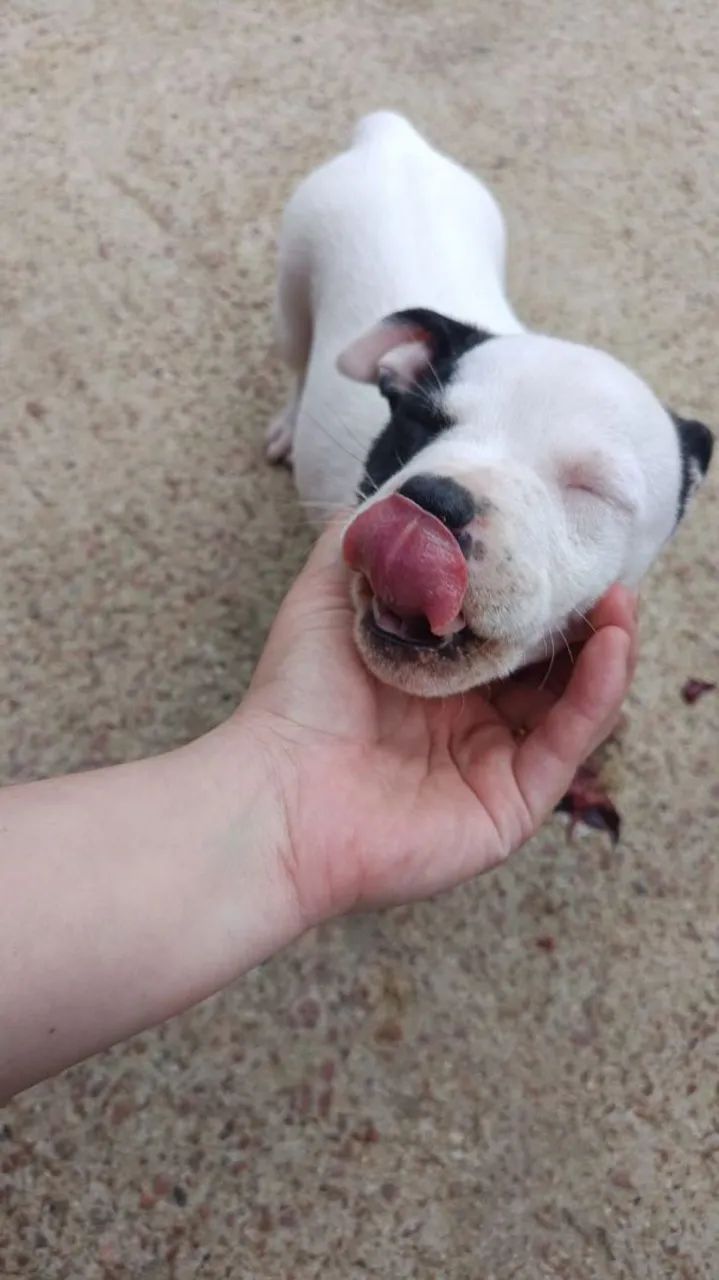 Fêmeas Pitbull 