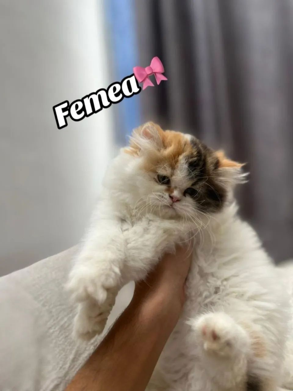 Persas Dollface Americanos 