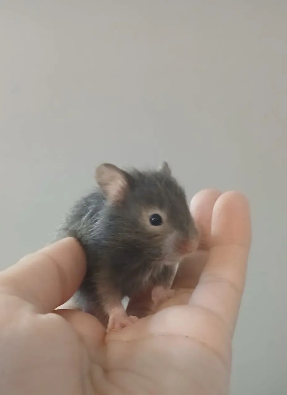 Hamster angorá  - Foto 4