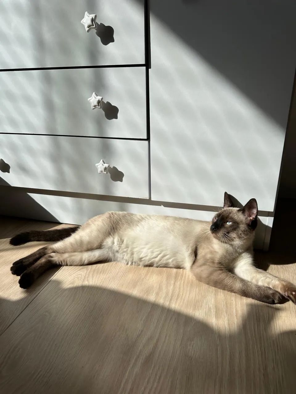 Doação de gato  - Foto 3