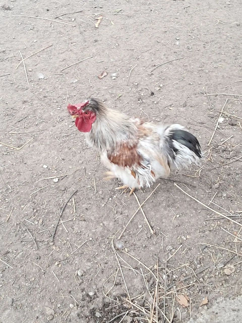 Garnizé macho - Foto 2