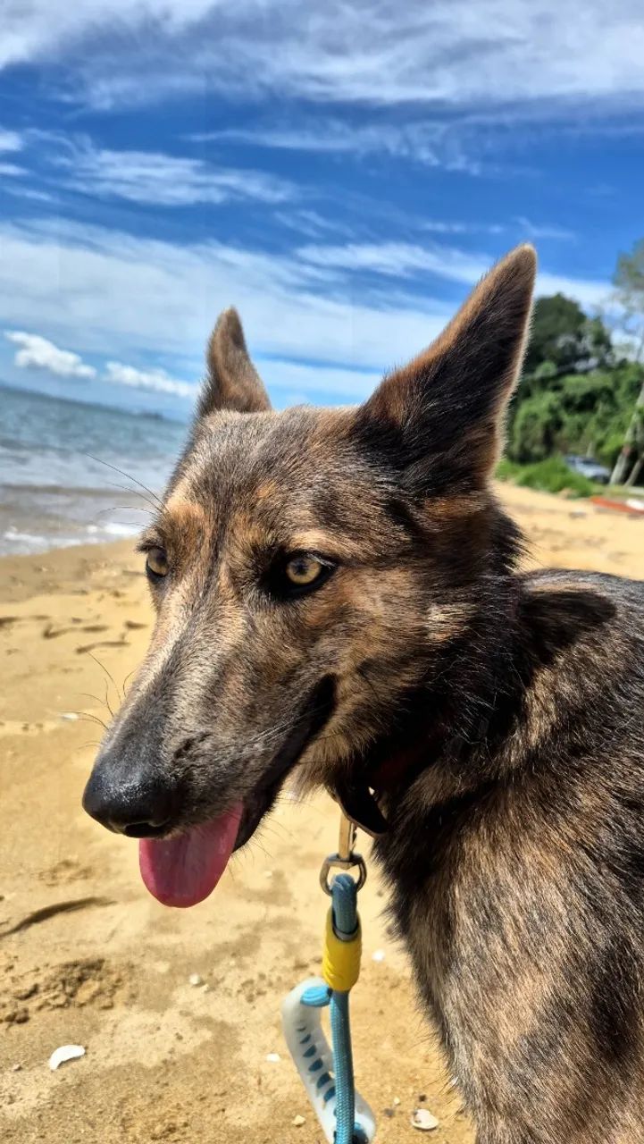 Cachorro  - Foto 2