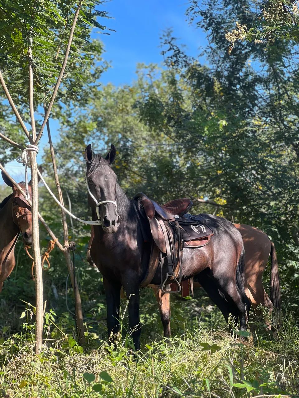 Cavalo MM