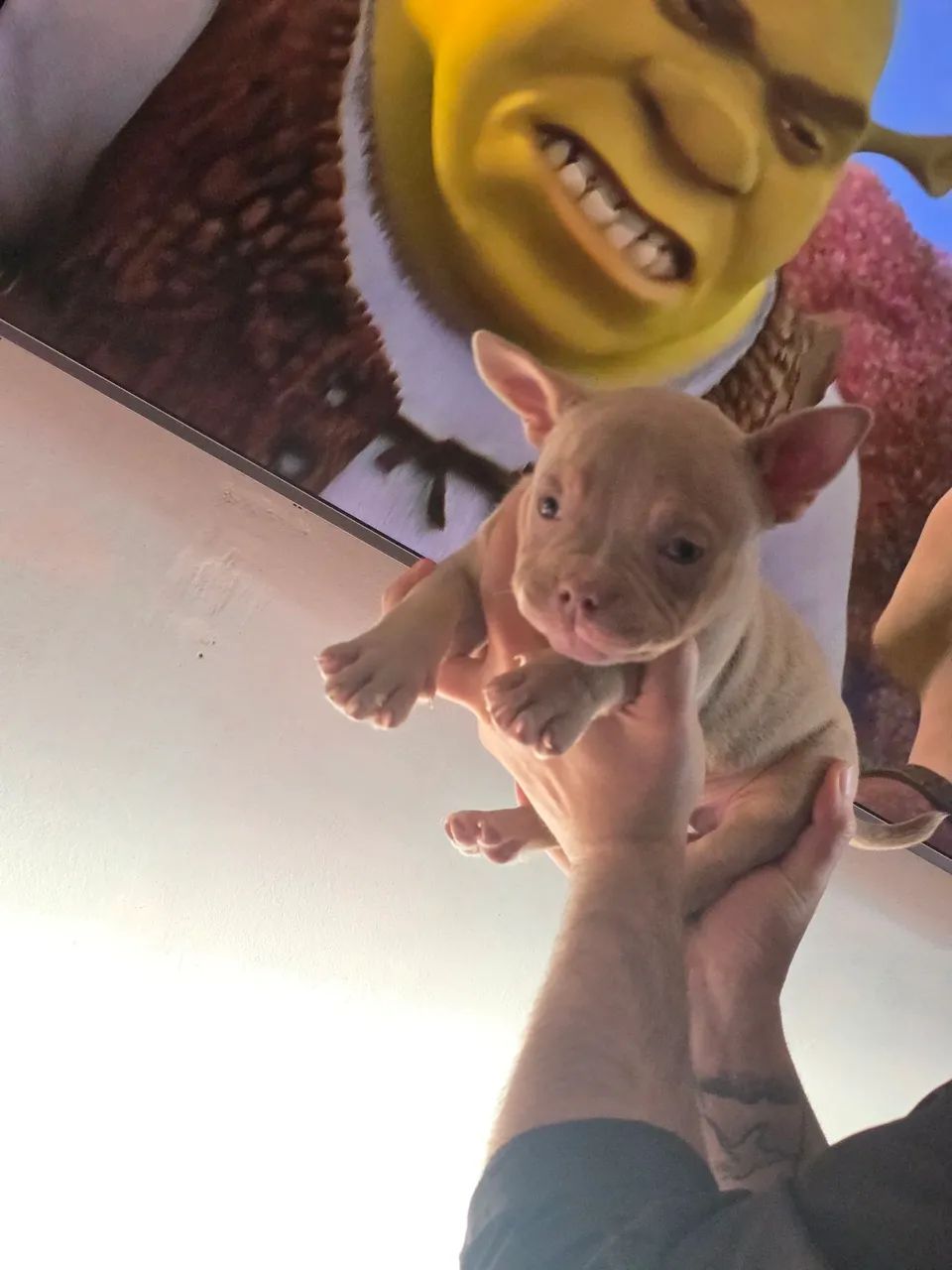 American bully - Foto 5