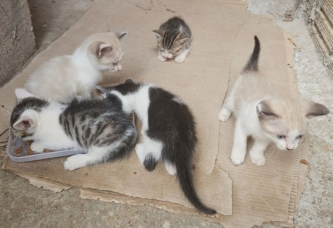 Gatinhos para doação - Foto 2