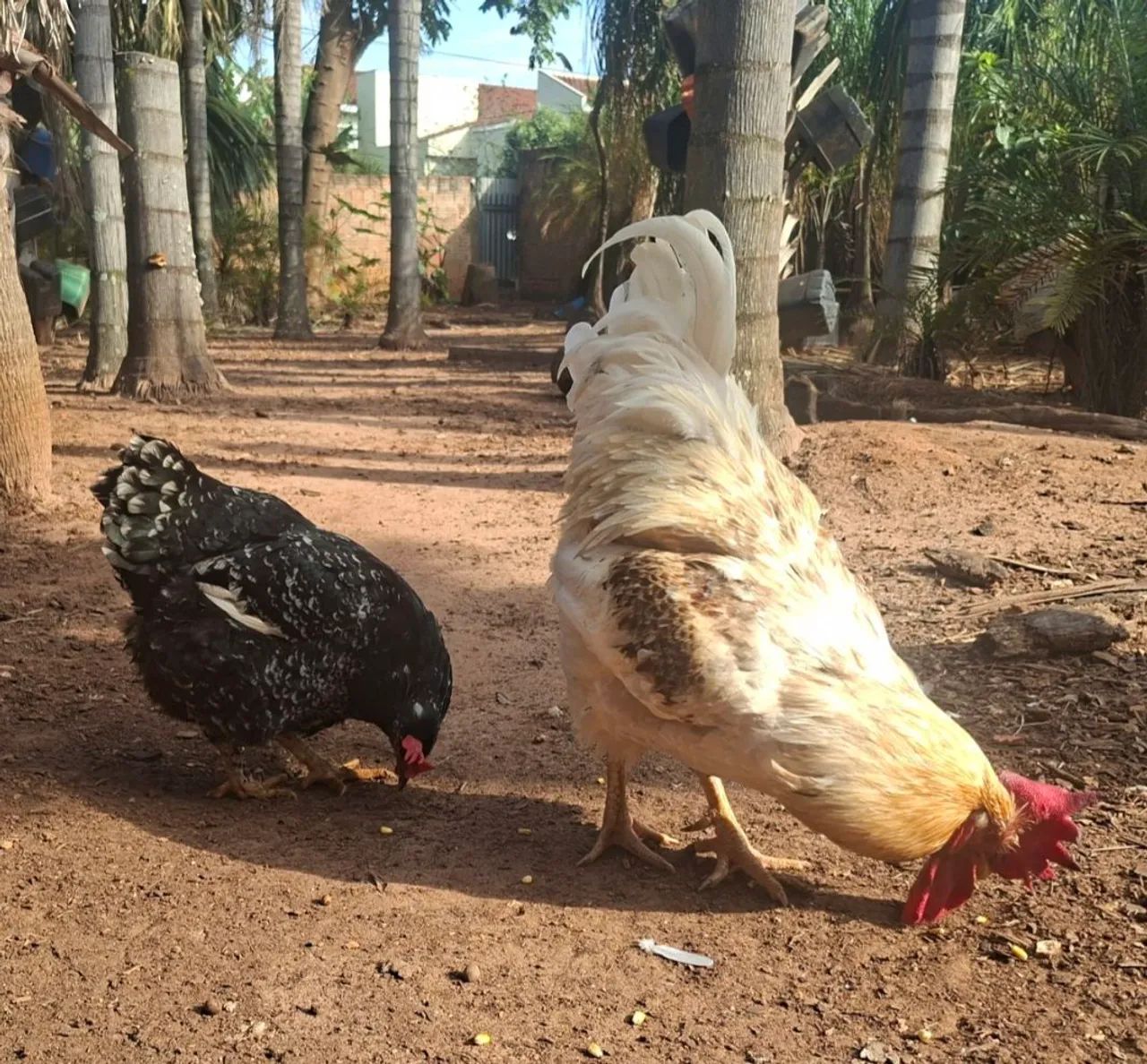 Galinga sertaneja balão gsb - Foto 2