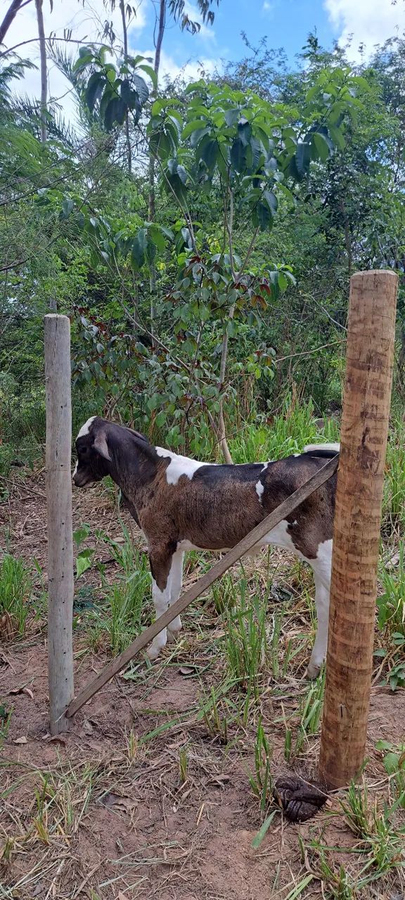 Vaca leiteira, com bezerro. - Foto 3