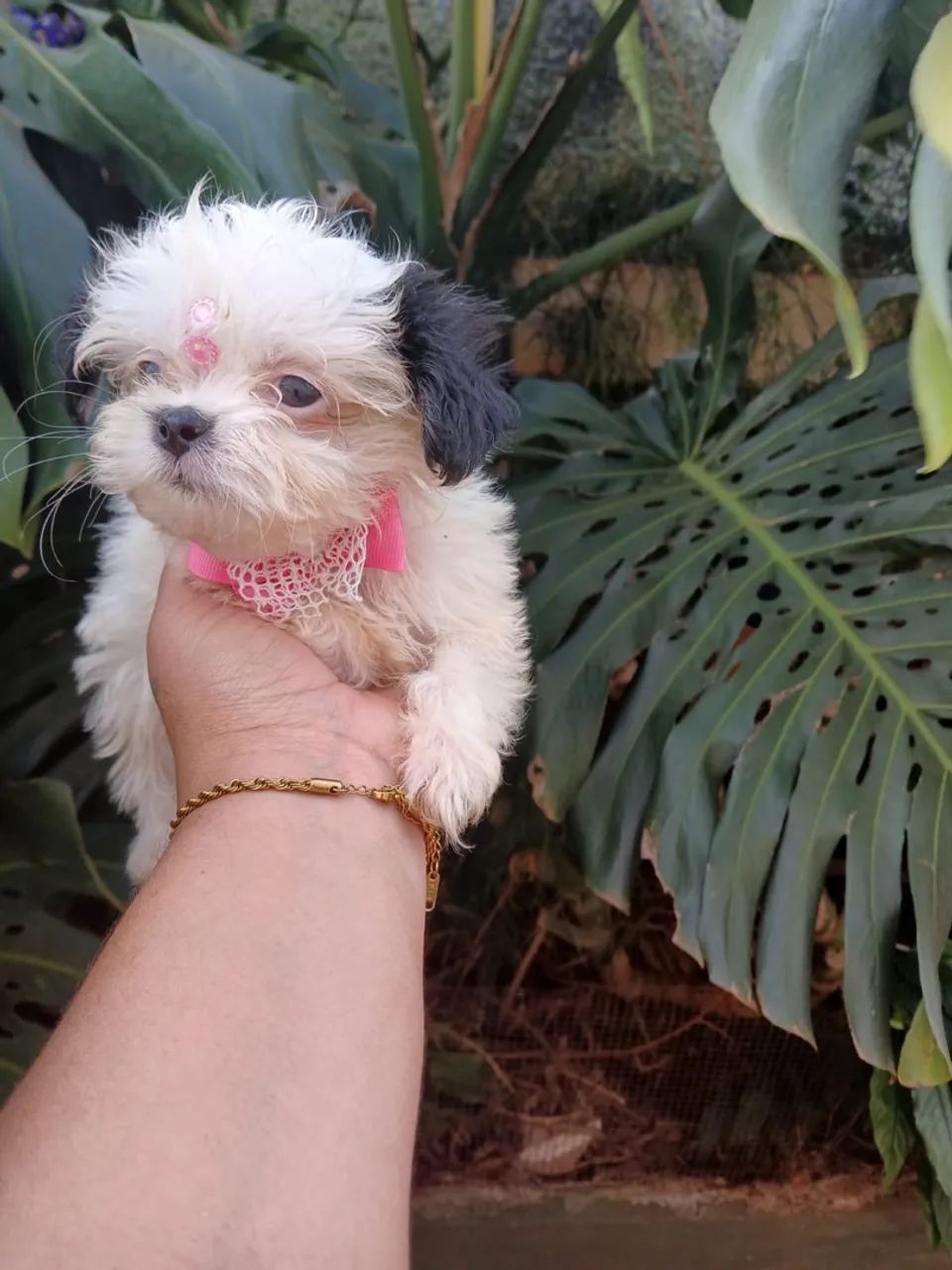 Lhasa apso