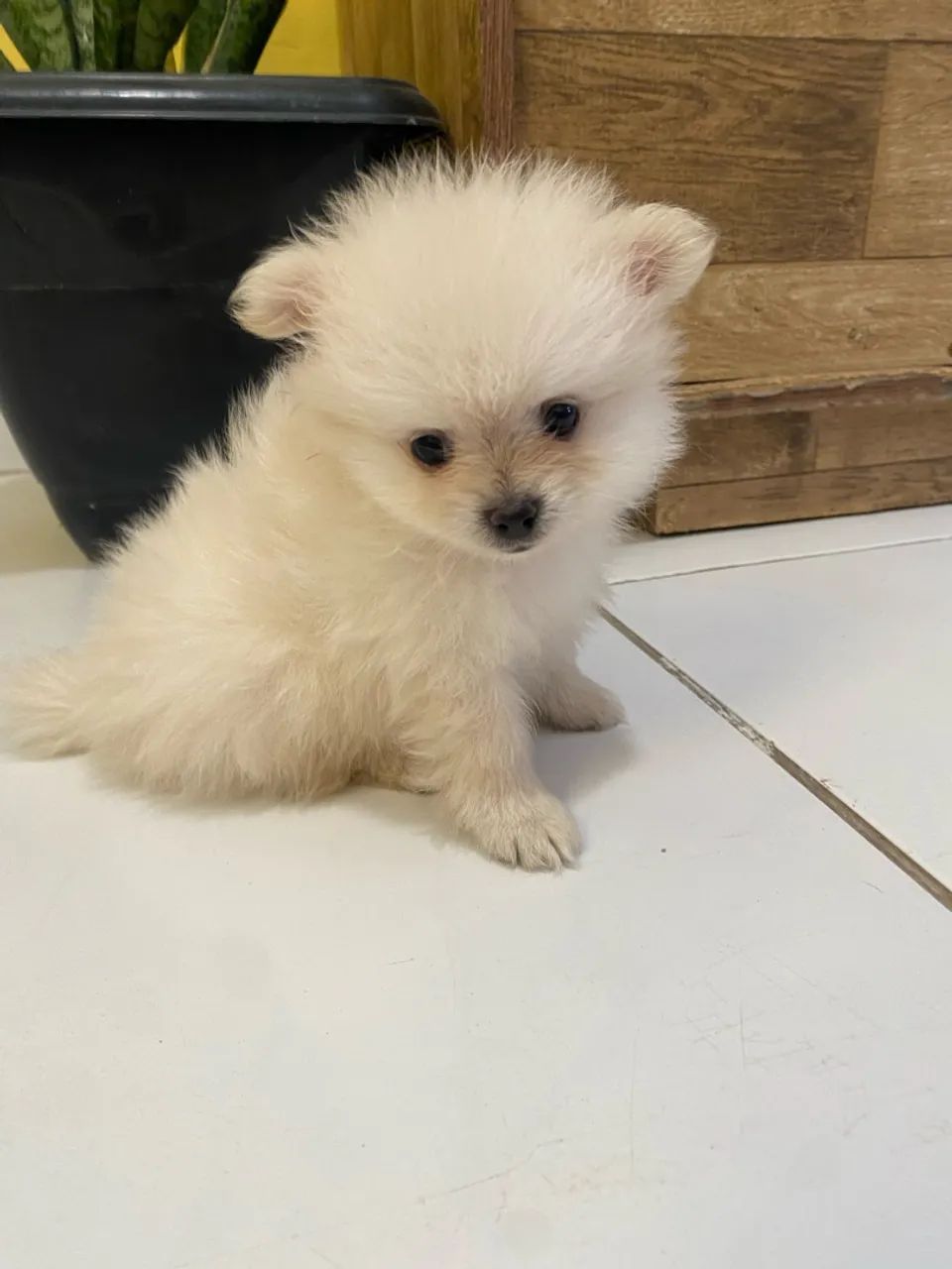 Spitz macho - Foto 3